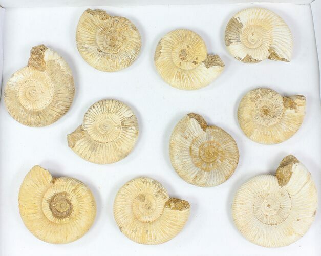 Lot: - Perisphinctes Ammonite Fossils - Pieces #77170